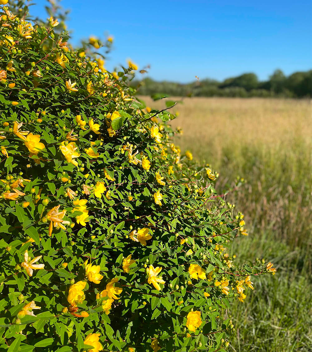 Fleurs jaunes dans le parc du domaine du haou